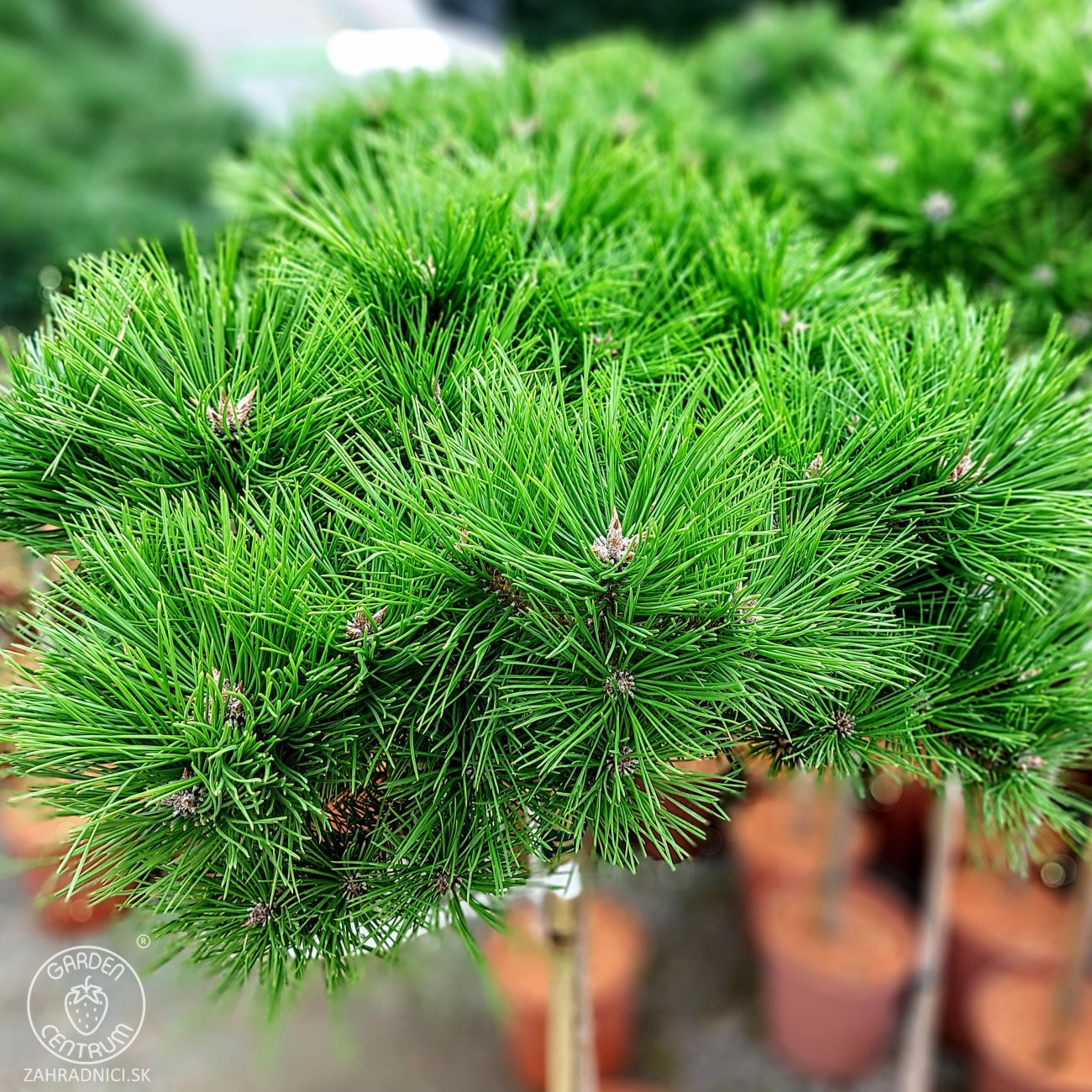 Obrázok Borovica hustokvetá (Pinus densiflora) ´LOW GLOW´ - výška 110-120 cm, kont. C5L - NA KMIENKU